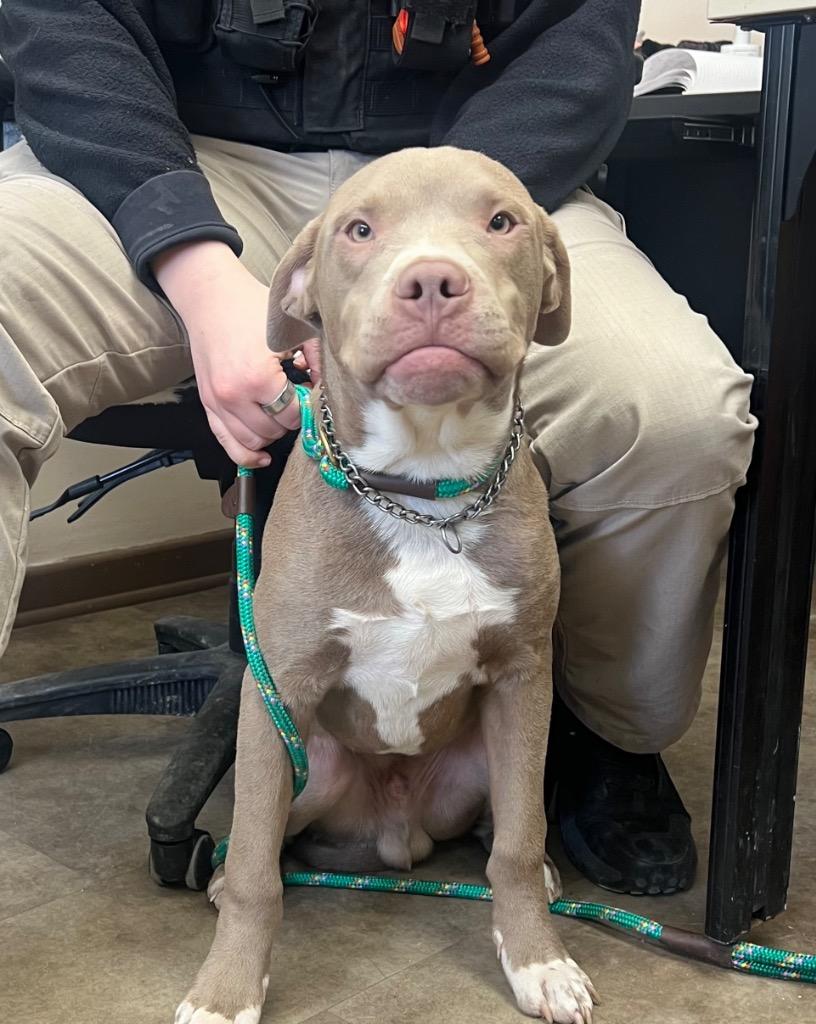 Cinnamon, Adoptable, Young Male Mixed Breed.