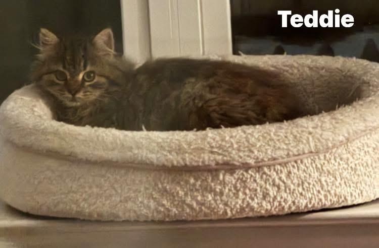 Teddie, Adoptable, Kitten Female Domestic Long Hair.