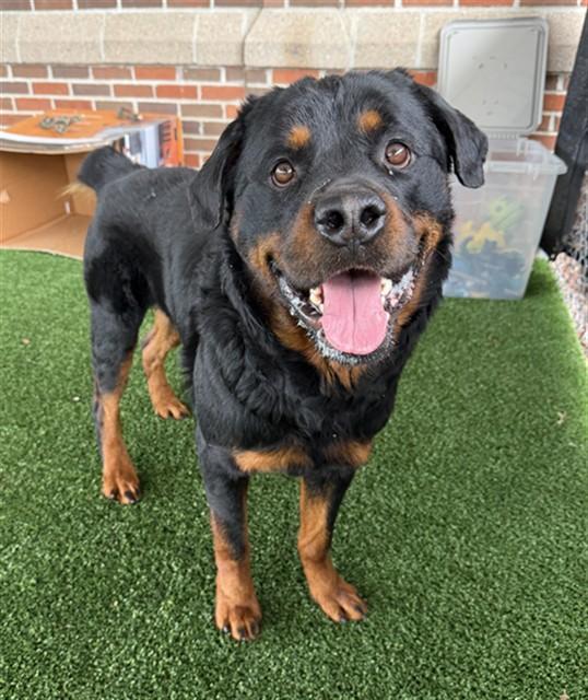 Enlarge DUKE SQUEAKINGTON, a Adoptable mixed breed in Murfreesboro, TN image 1/1