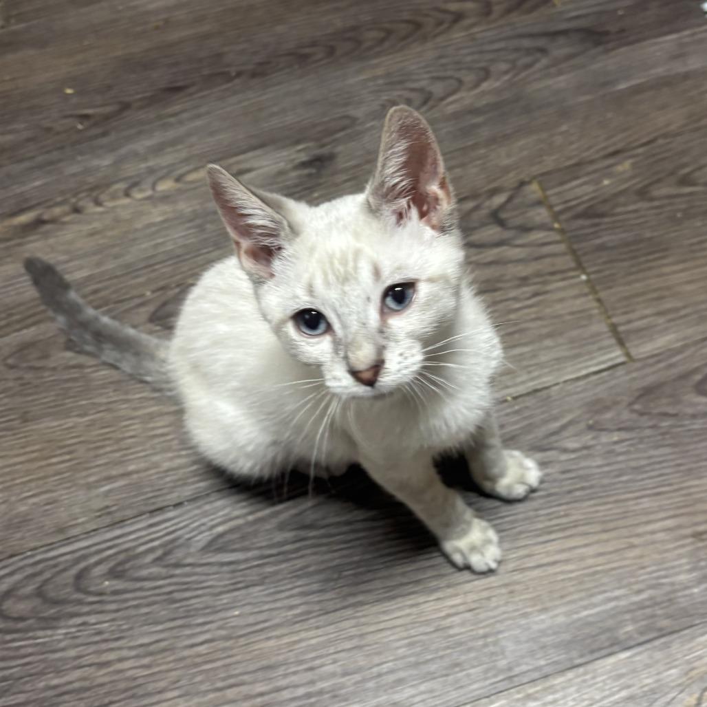 Waldo, Adoptable, Kitten Male Domestic Short Hair.