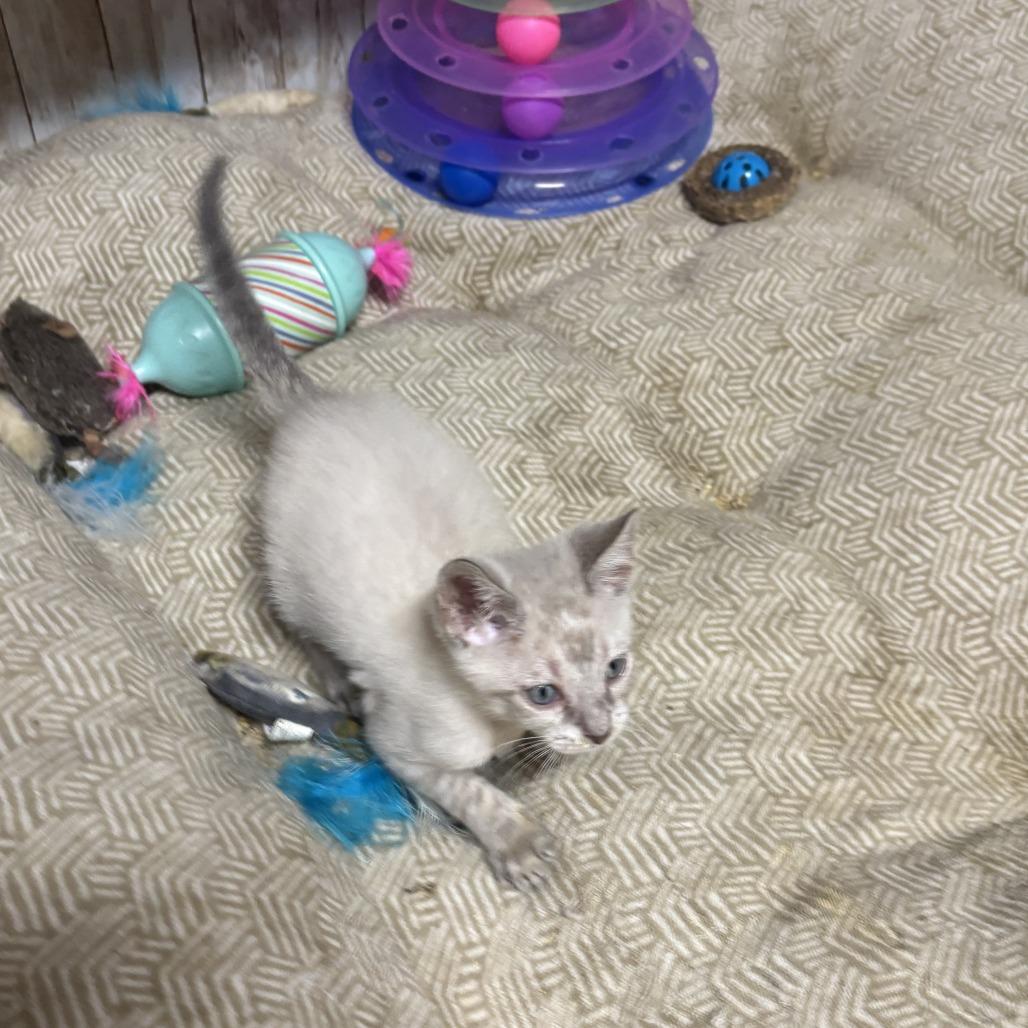 Waldo, Adoptable, Kitten Male Domestic Short Hair.
