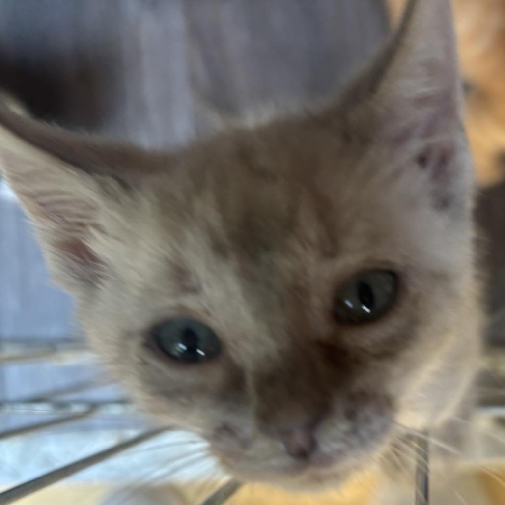 Waldo, a Adoptable Domestic Short Hair in Charlottesville, VA image 2/6