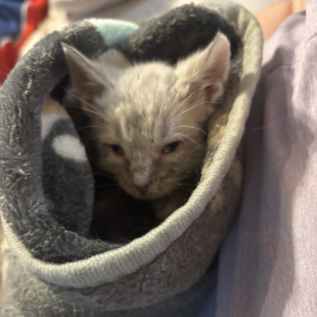 Waldo, a Adoptable Domestic Short Hair in Charlottesville, VA image 3/6