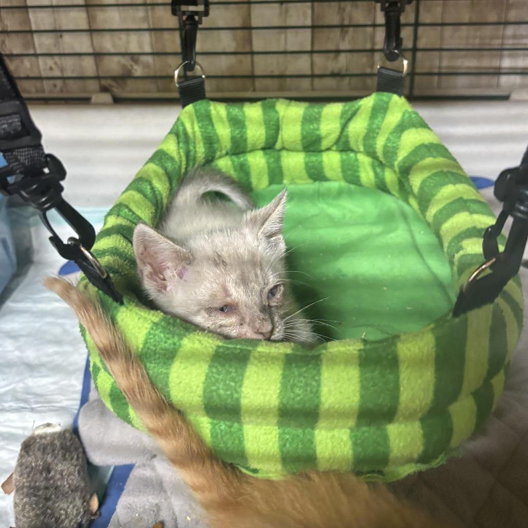 Waldo, a Adoptable Domestic Short Hair in Charlottesville, VA image 4/6