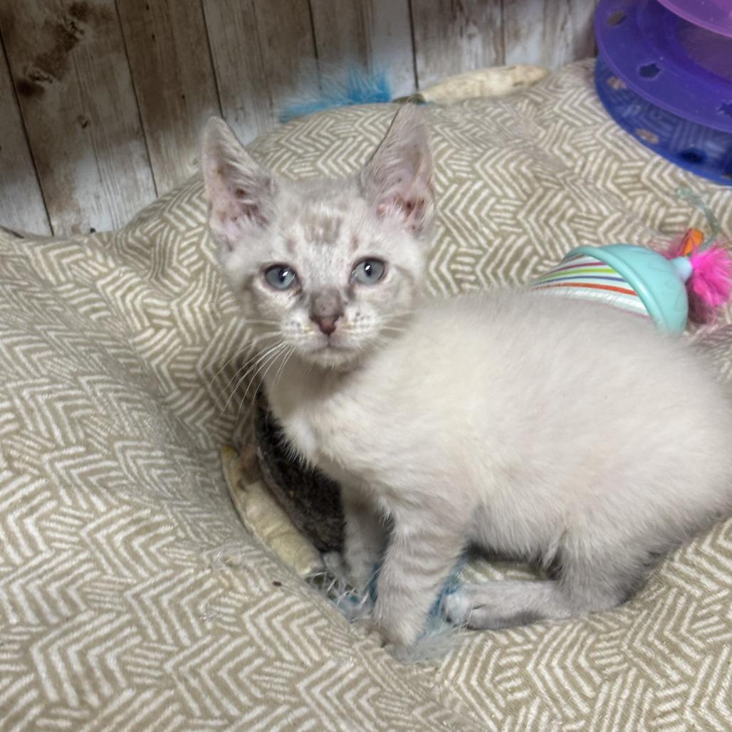 Waldo, a Adoptable Domestic Short Hair in Charlottesville, VA image 5/6