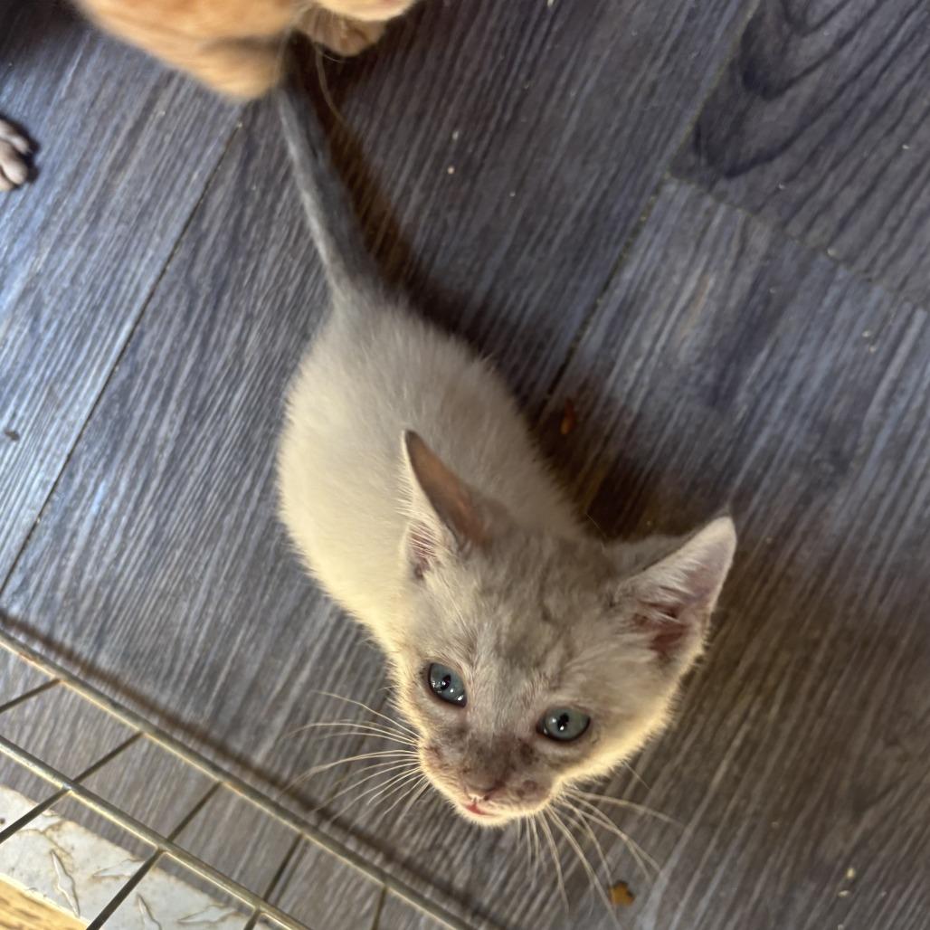 Waldo, a Adoptable Domestic Short Hair in Charlottesville, VA image 6/6