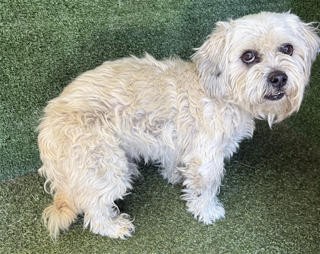 A5775403, Adoptable, Adult Male Havanese & Shih Tzu.