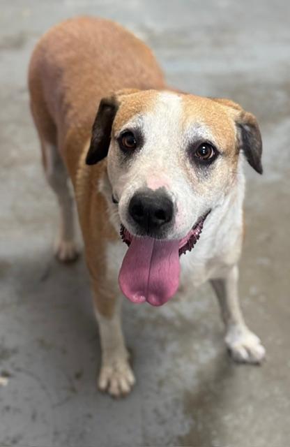 Rilyn, ADOPTABLE, Adult Female Hound.