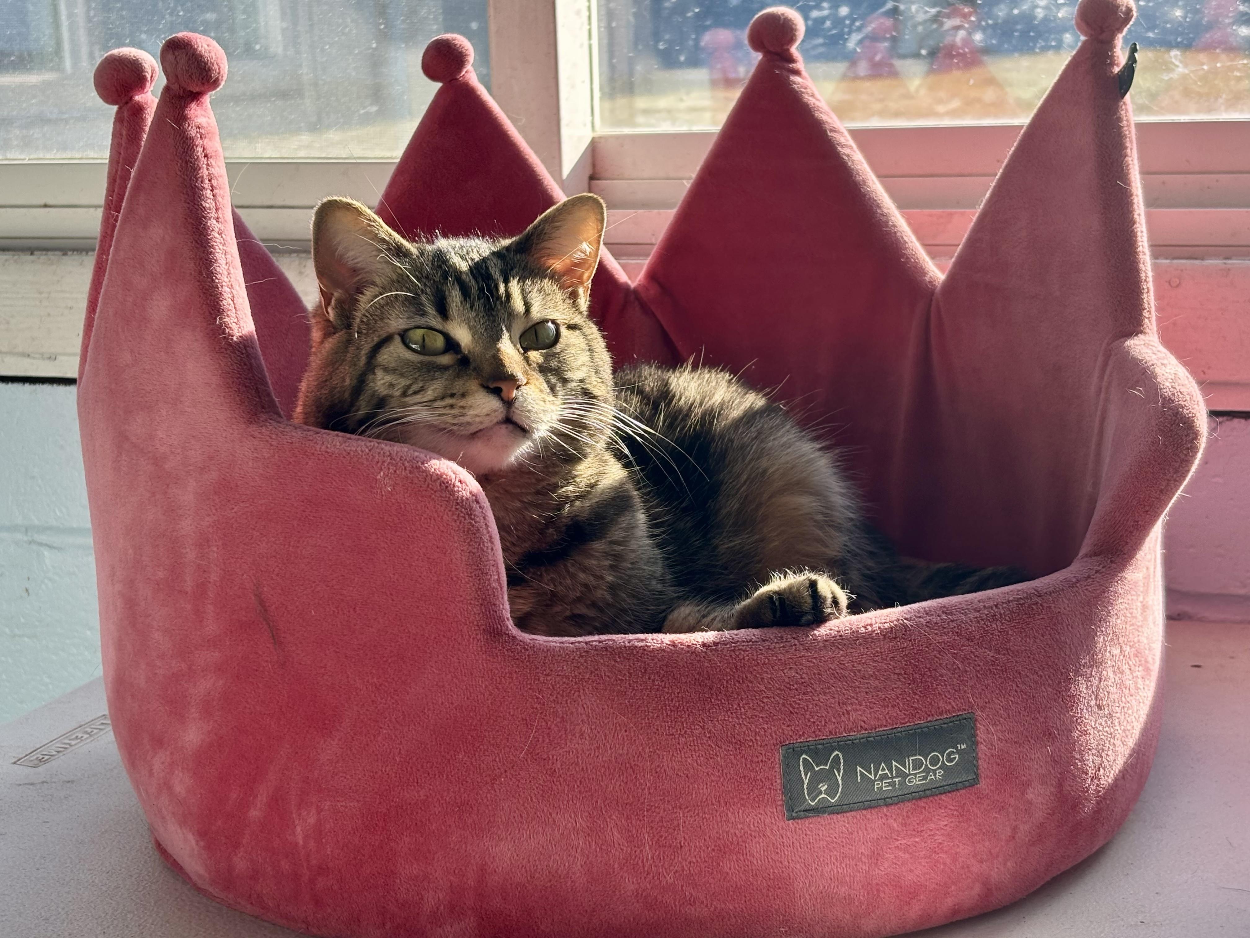 Enlarge Noel, a ADOPTABLE Domestic Short Hair in Shenandoah, IA image 2/3