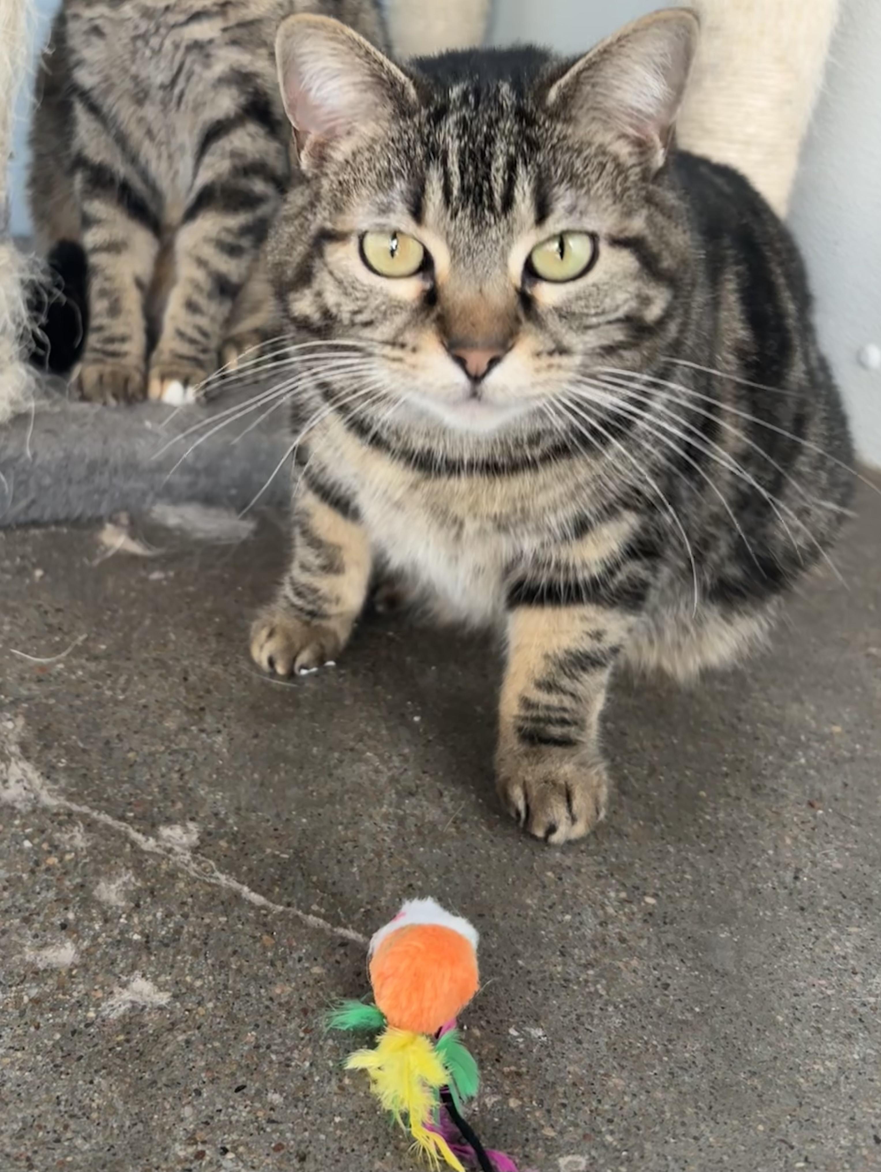Enlarge Noel, a ADOPTABLE Domestic Short Hair in Shenandoah, IA image 3/3
