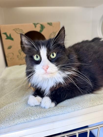 Rosey, Adoptable, Adult Female Domestic Long Hair.