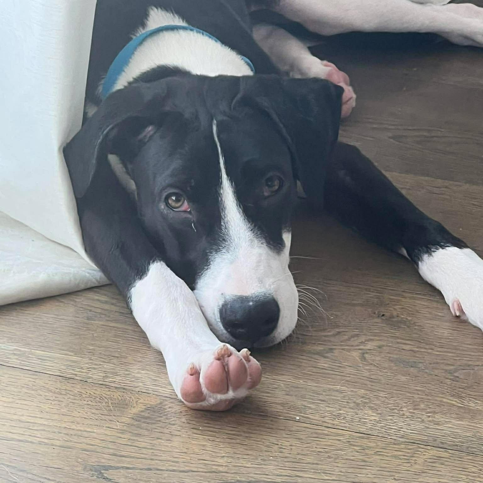 Enlarge Levi, a ADOPTABLE mixed breed in West Haven, CT image 2/4