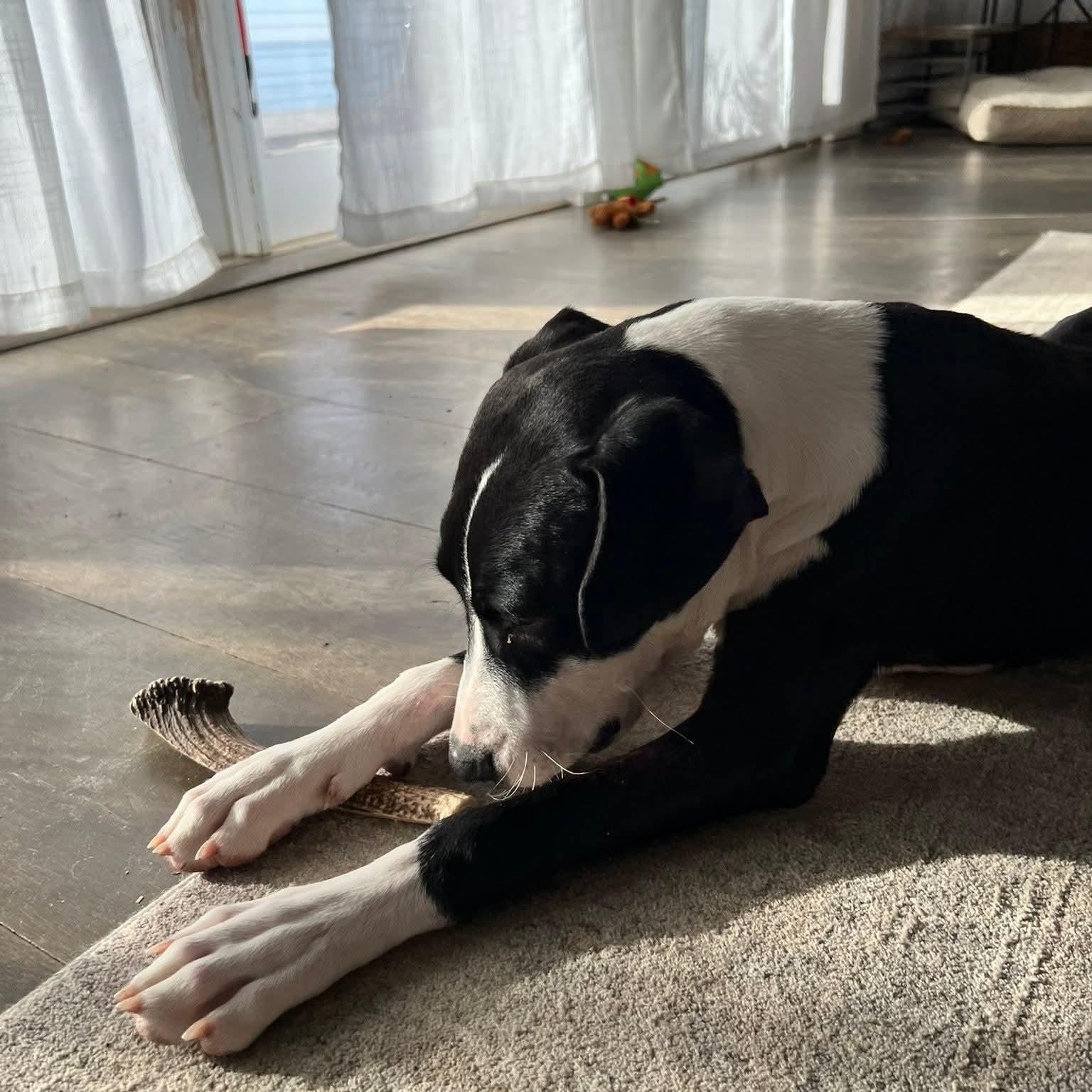 Enlarge Levi, a ADOPTABLE mixed breed in West Haven, CT image 3/4