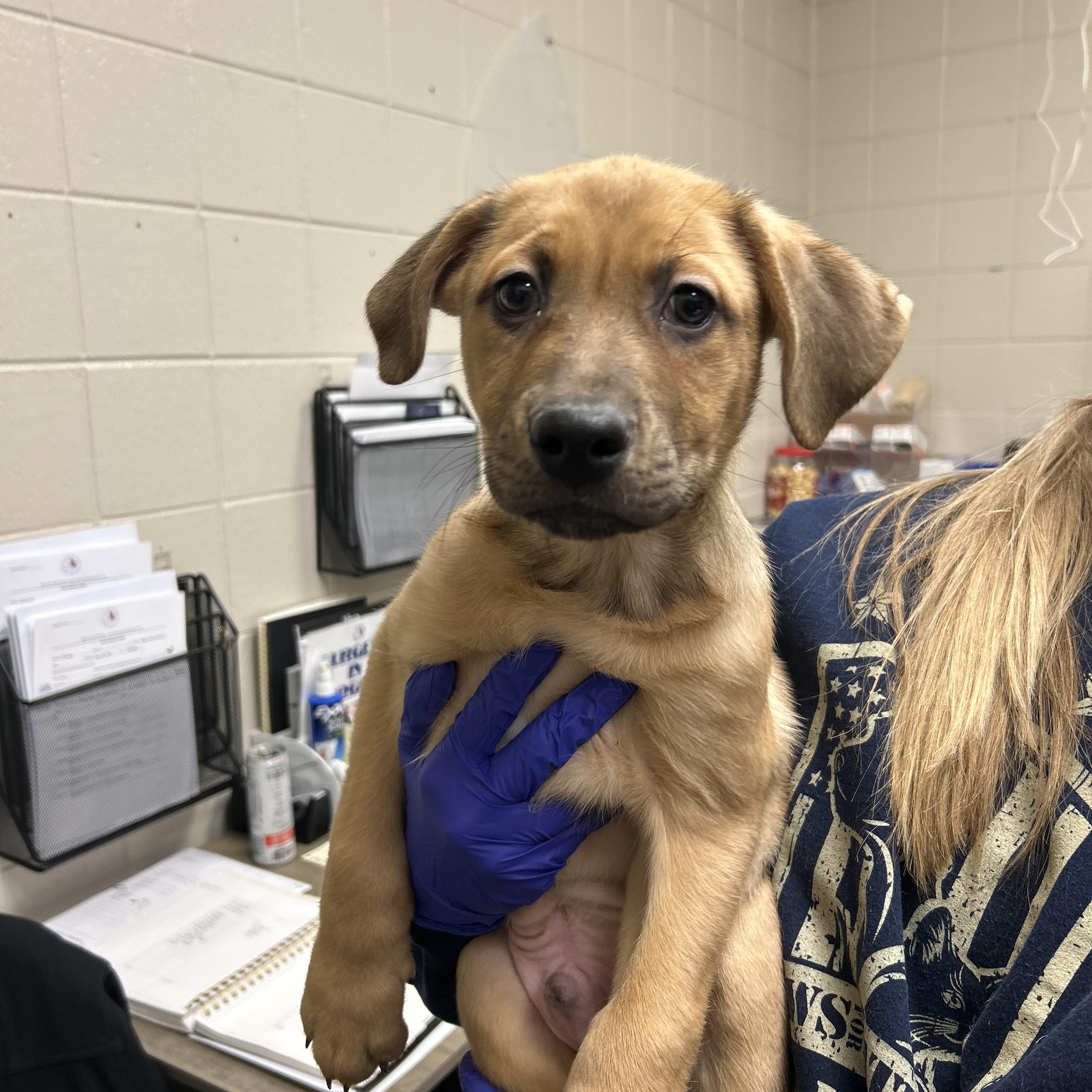 Enlarge Tug, a ADOPTABLE mixed breed in Kearney, NE image 1/1