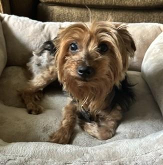 Enlarge Snowflake, an adopted Yorkshire Terrier in Albany, NY image 1/5