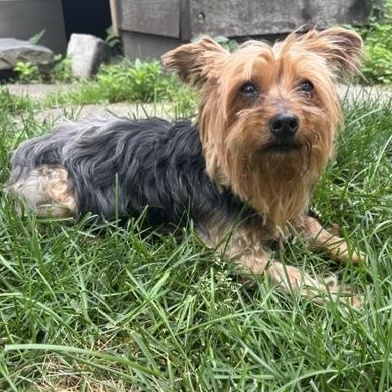 Enlarge Snowflake, an adopted Yorkshire Terrier in Albany, NY image 3/5