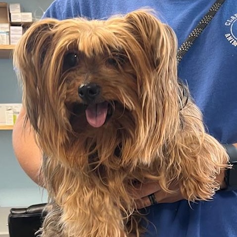 Enlarge Snowflake, an adopted Yorkshire Terrier in Albany, NY image 5/5