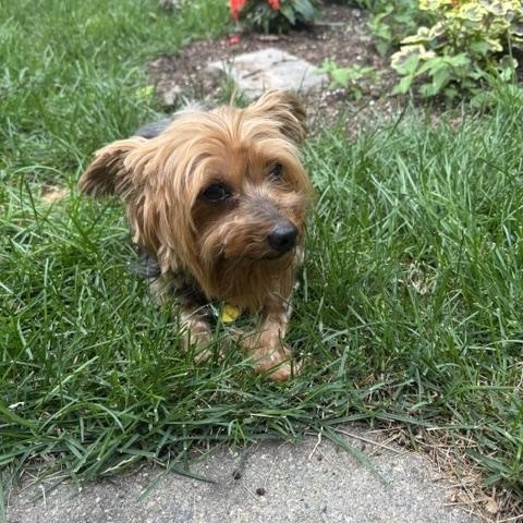 Enlarge Snowflake, an adopted Yorkshire Terrier in Albany, NY image 2/5