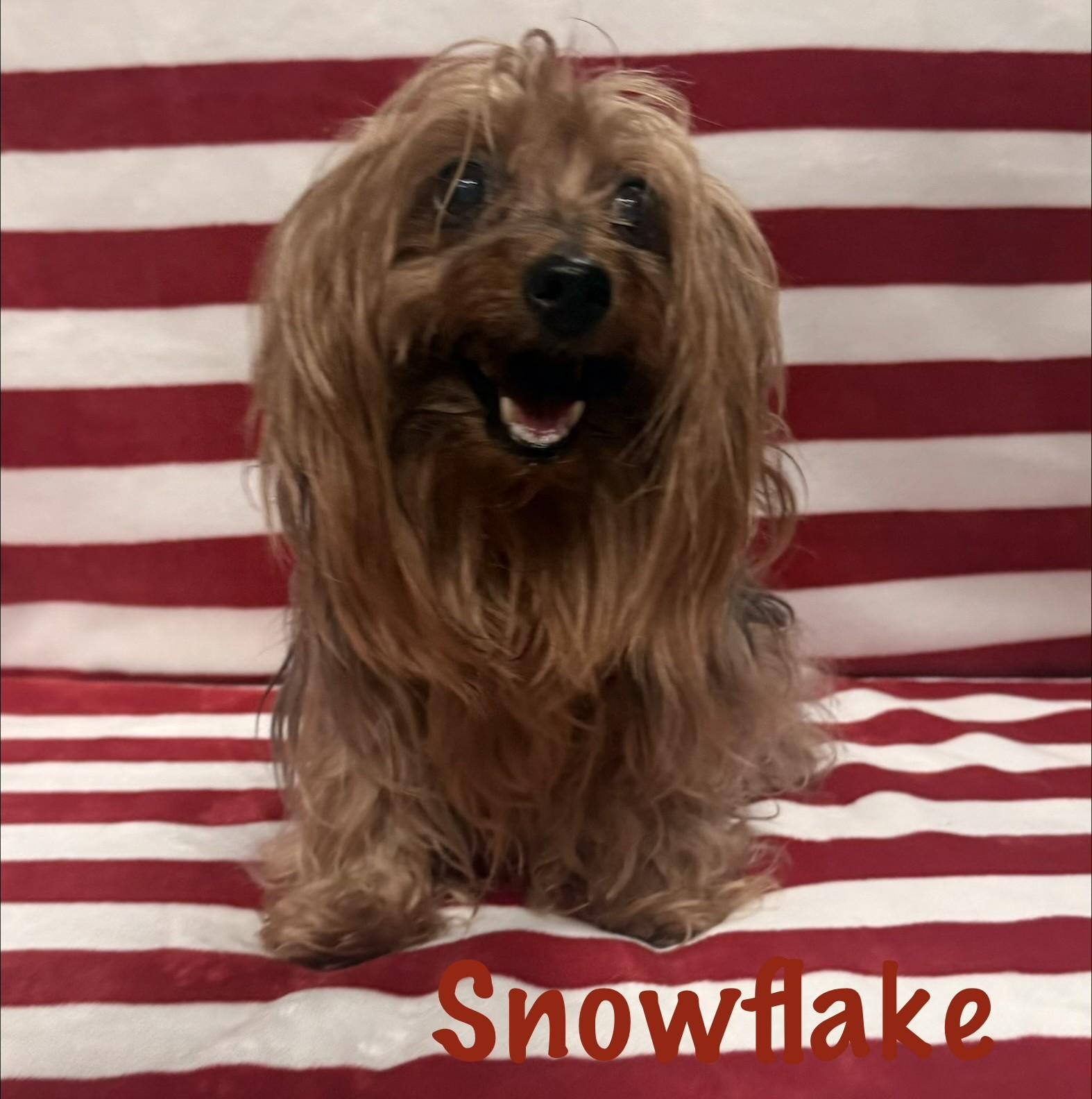 Enlarge Snowflake, an adopted Yorkshire Terrier in Albany, NY image 4/5