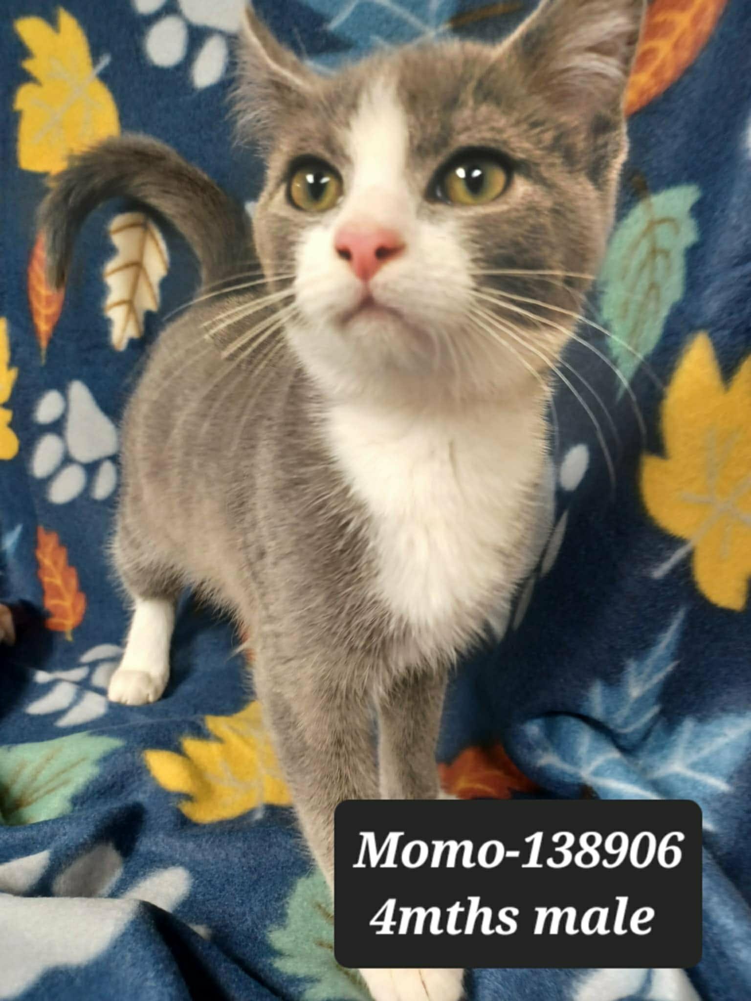 Momo *foster needed*