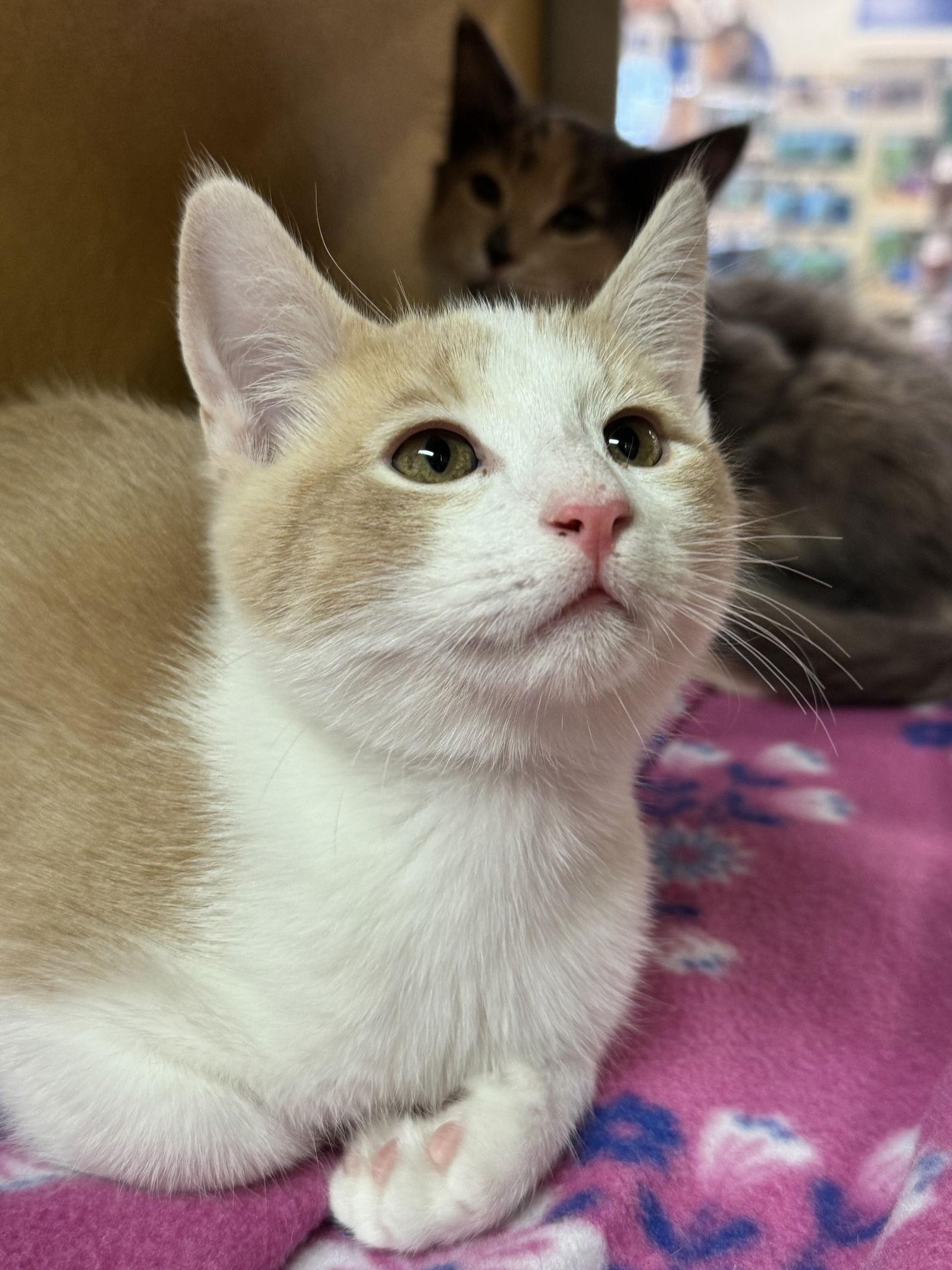 Cream Soda, Adoptable, Young Male Domestic Short Hair.