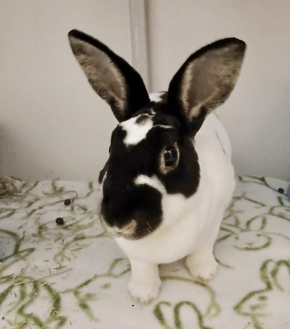 Enlarge Suzie Q, a ADOPTABLE Mini Rex in Chicago, IL image 2/3
