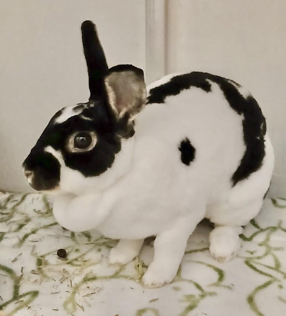 Suzie Q, ADOPTABLE, Adult Female Mini Rex.