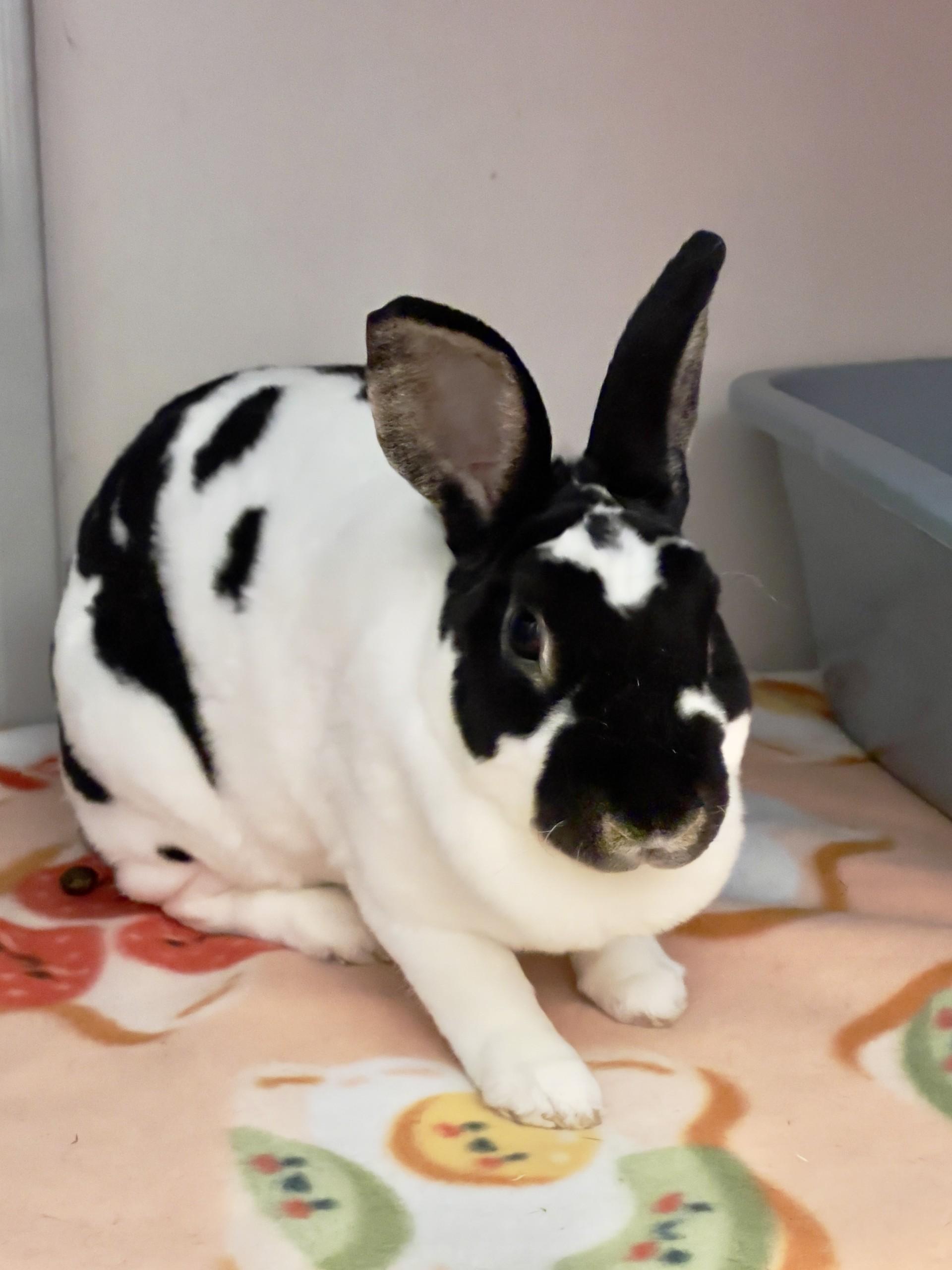 Enlarge Suzie Q, a ADOPTABLE Mini Rex in Chicago, IL image 3/3