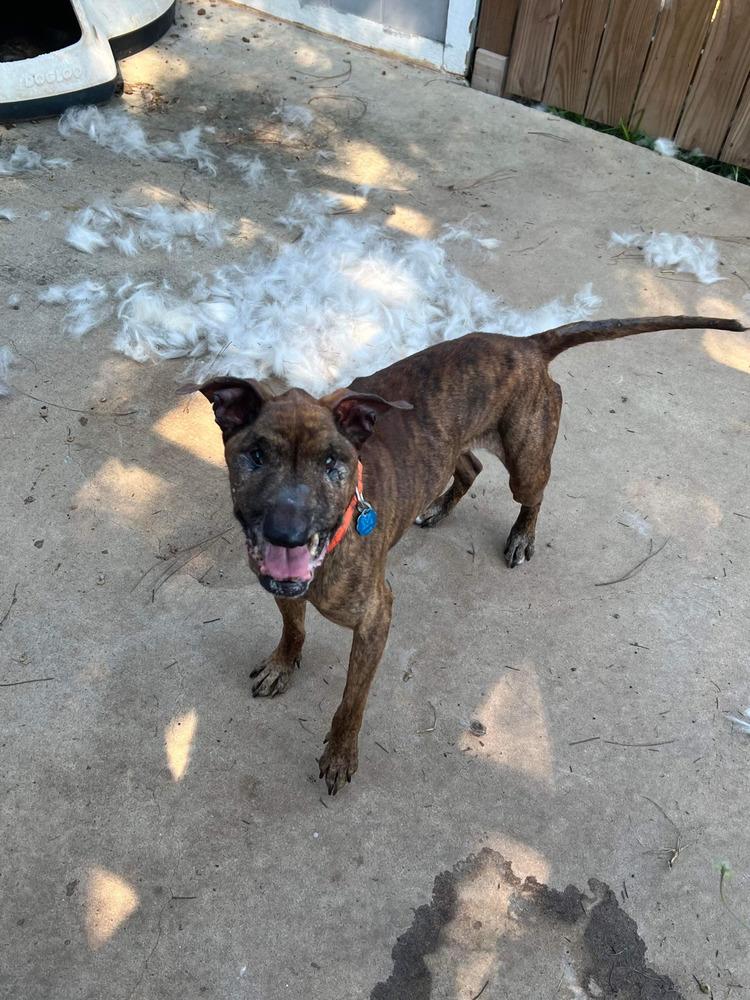 Gunnar (bonded with Finn, must be adopted together), Adoptable, Senior Male American Staffordshire Terrier.