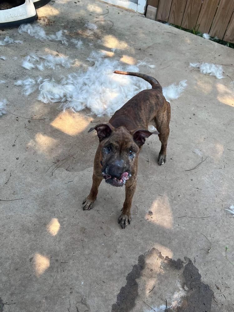 Gunnar (bonded with Finn, must be adopted together), a Adoptable mixed breed in Brewster , NY image 2/2