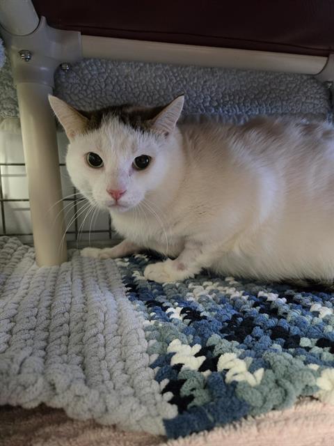 COLEMAN, Adoptable, Adult Male Domestic Short Hair.