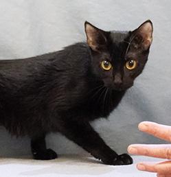 Enlarge Flicka, a Adoptable mixed breed in Maynardville, TN image 1/3