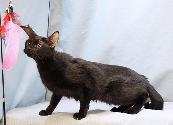 Flicka, Adoptable, Adult Female Domestic Medium Hair.