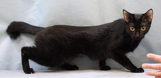 Enlarge Flicka, a Adoptable mixed breed in Maynardville, TN image 3/3