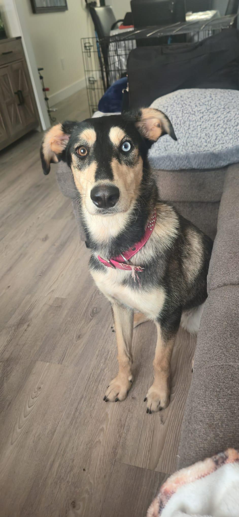 Enlarge Pepper, a Adopted mixed breed in Oshawa, ON image 2/3