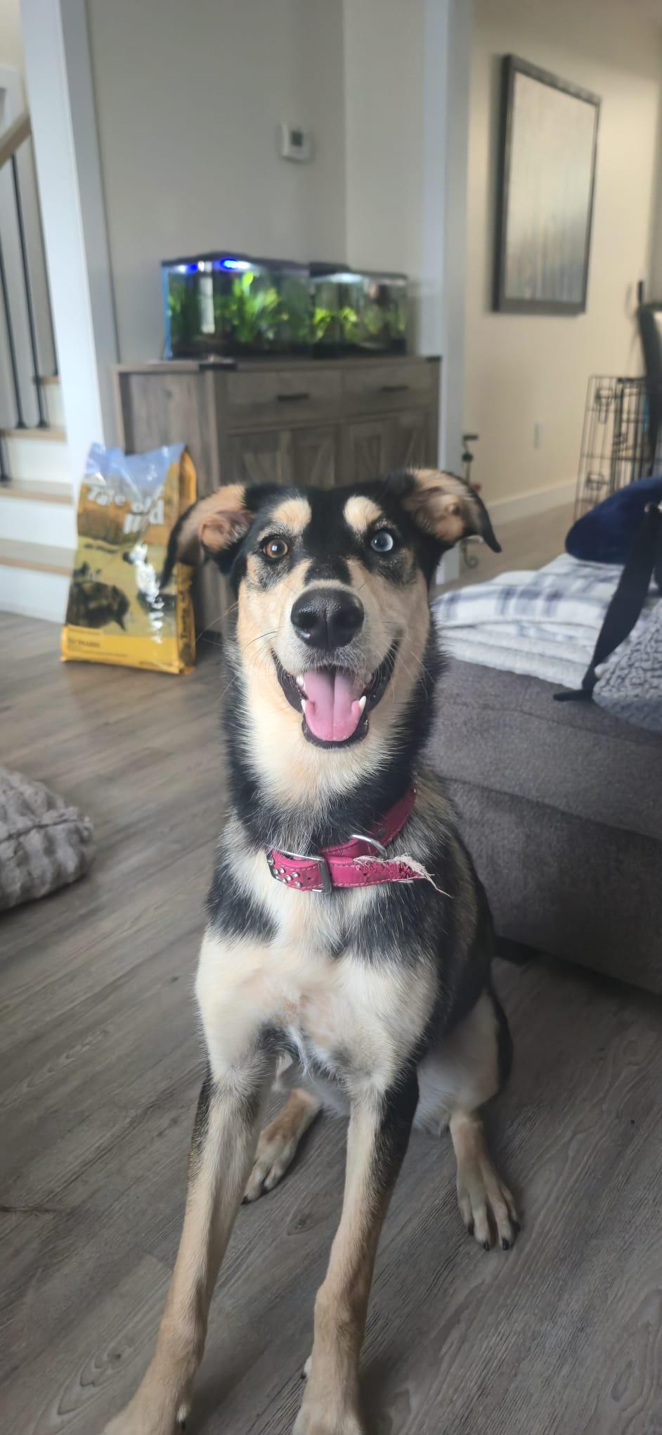 Enlarge Pepper, a Adopted mixed breed in Oshawa, ON image 1/3