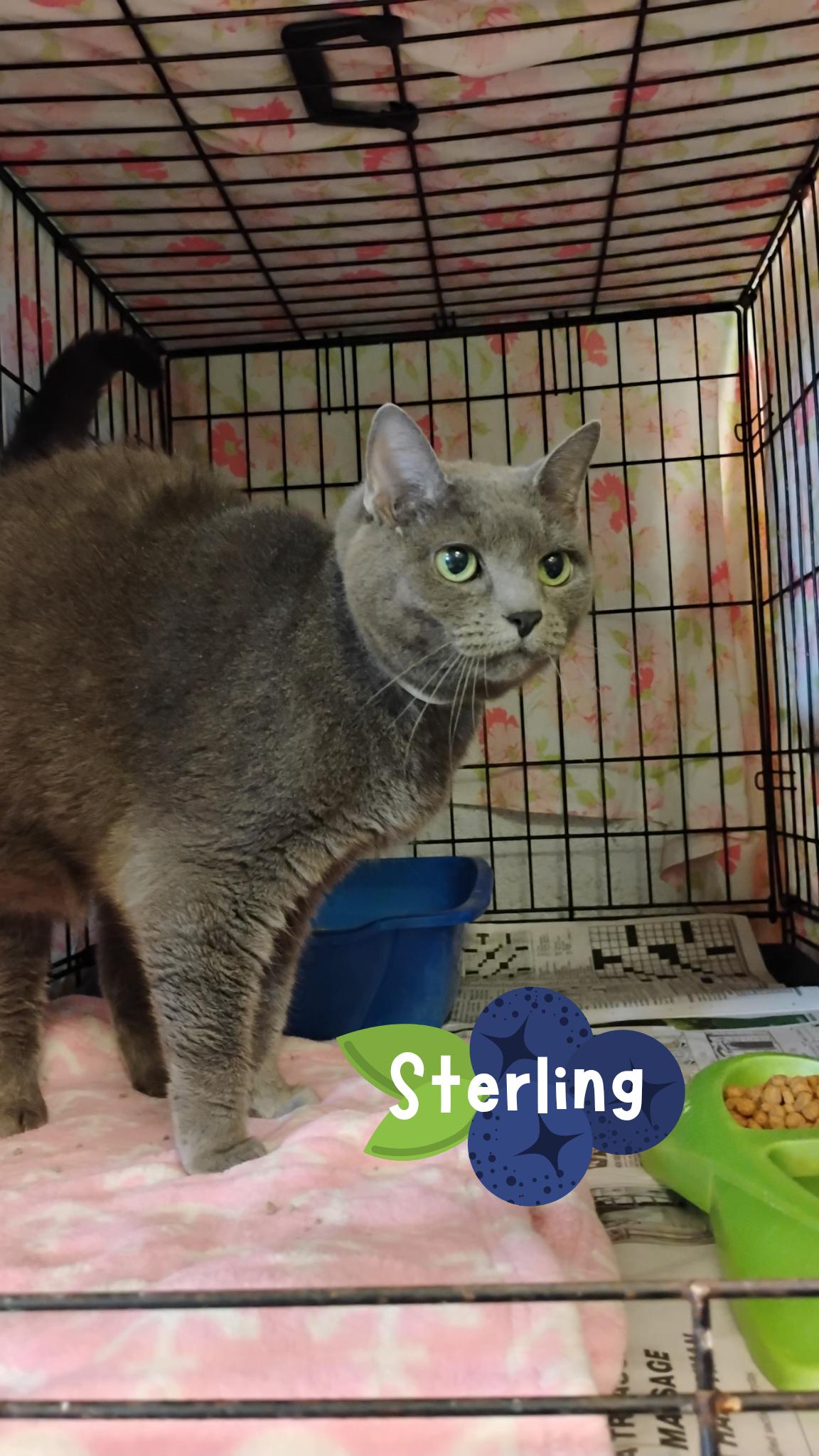 Enlarge Sterling, a Adoptable Domestic Short Hair in Muncie, IN image 1/1