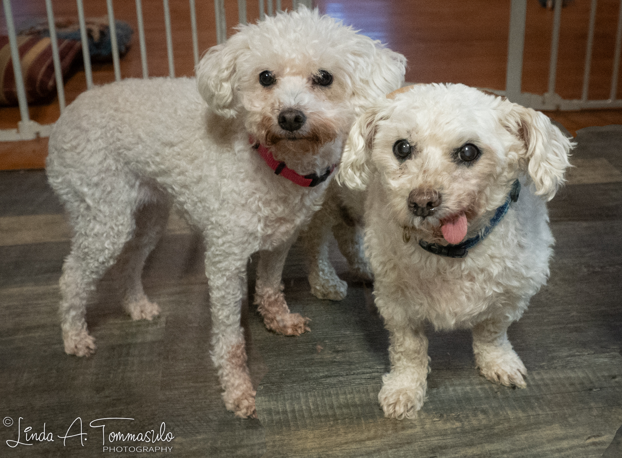 Gucci, Adoptable, Senior Male Lhasa Apso & Poodle.