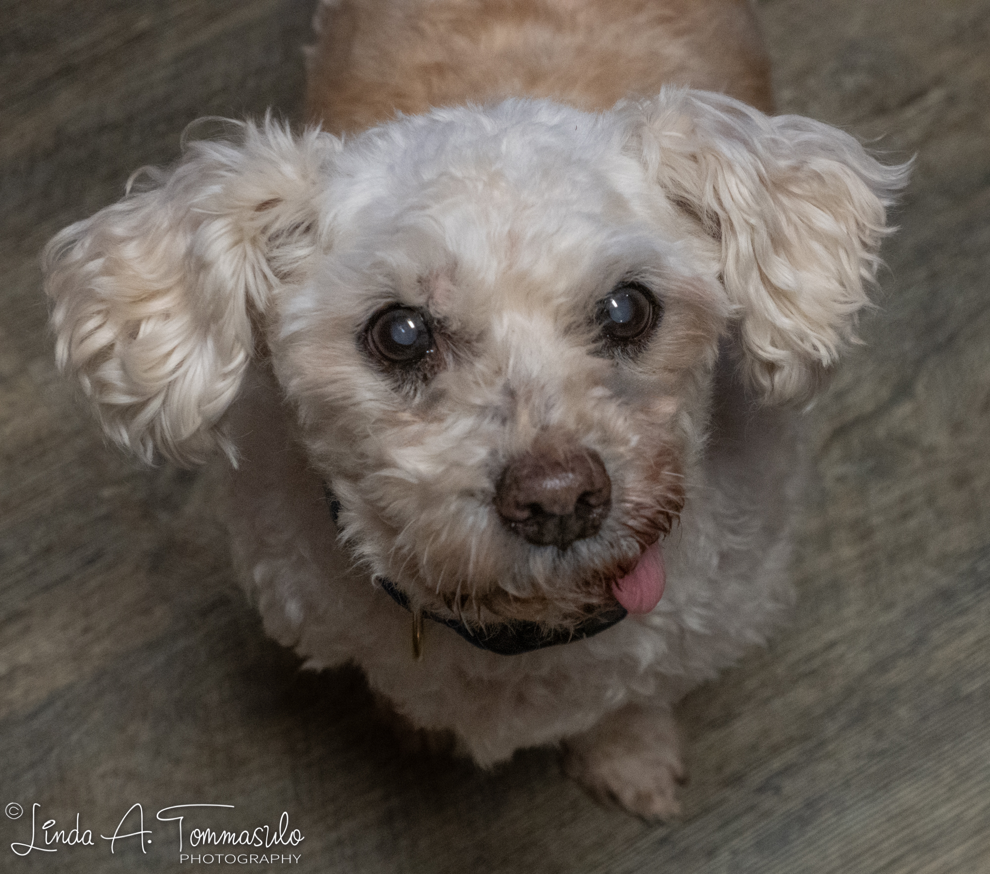 Enlarge Gucci, a Adoptable mixed breed in Albany, NY image 2/6