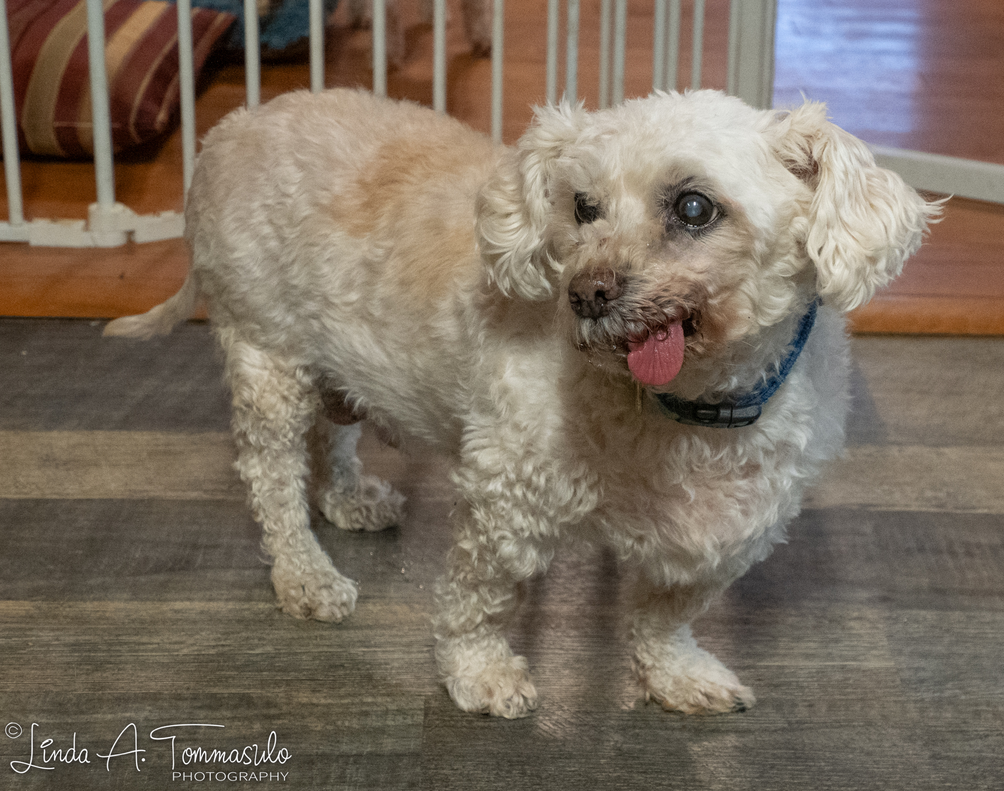 Enlarge Gucci, a Adoptable mixed breed in Albany, NY image 3/6