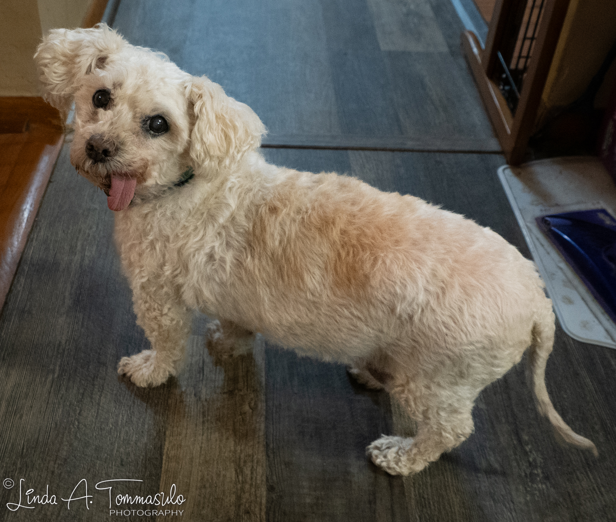 Enlarge Gucci, a Adoptable mixed breed in Albany, NY image 6/6