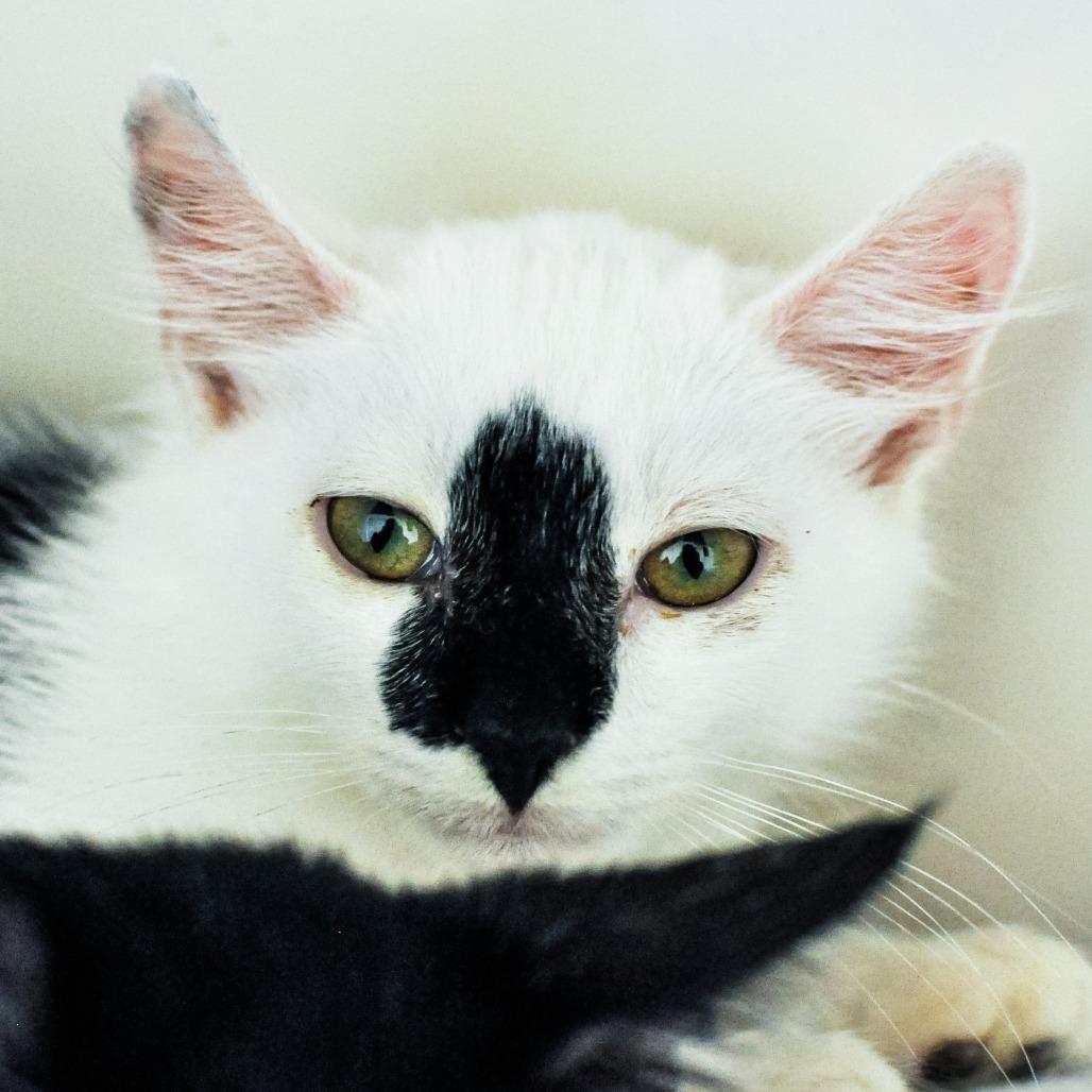 Smudge, Adoptable, Kitten Male Domestic Long Hair.