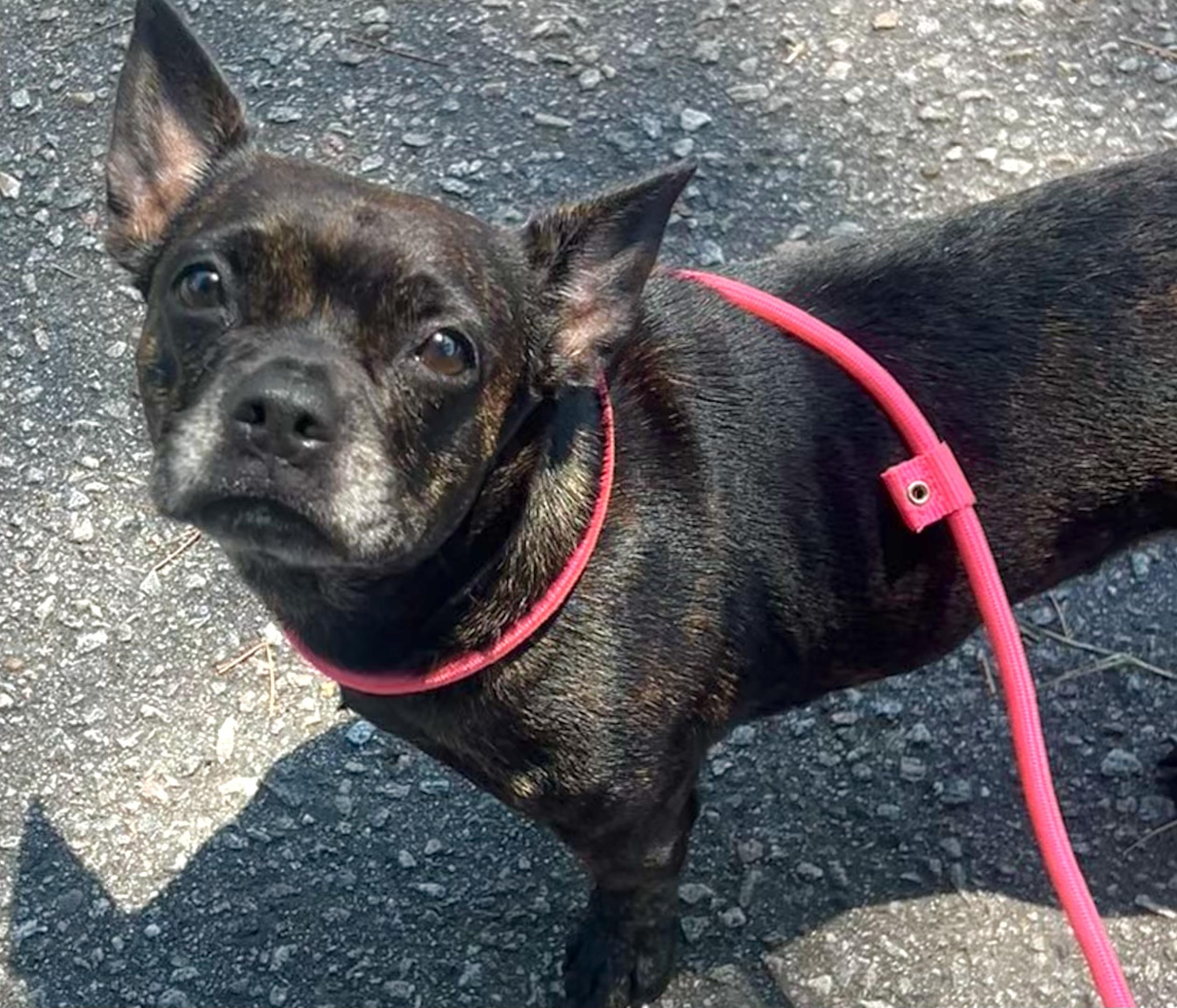 Enlarge Delilah, a ADOPTABLE mixed breed in Mt Pleasant, SC image 2/6