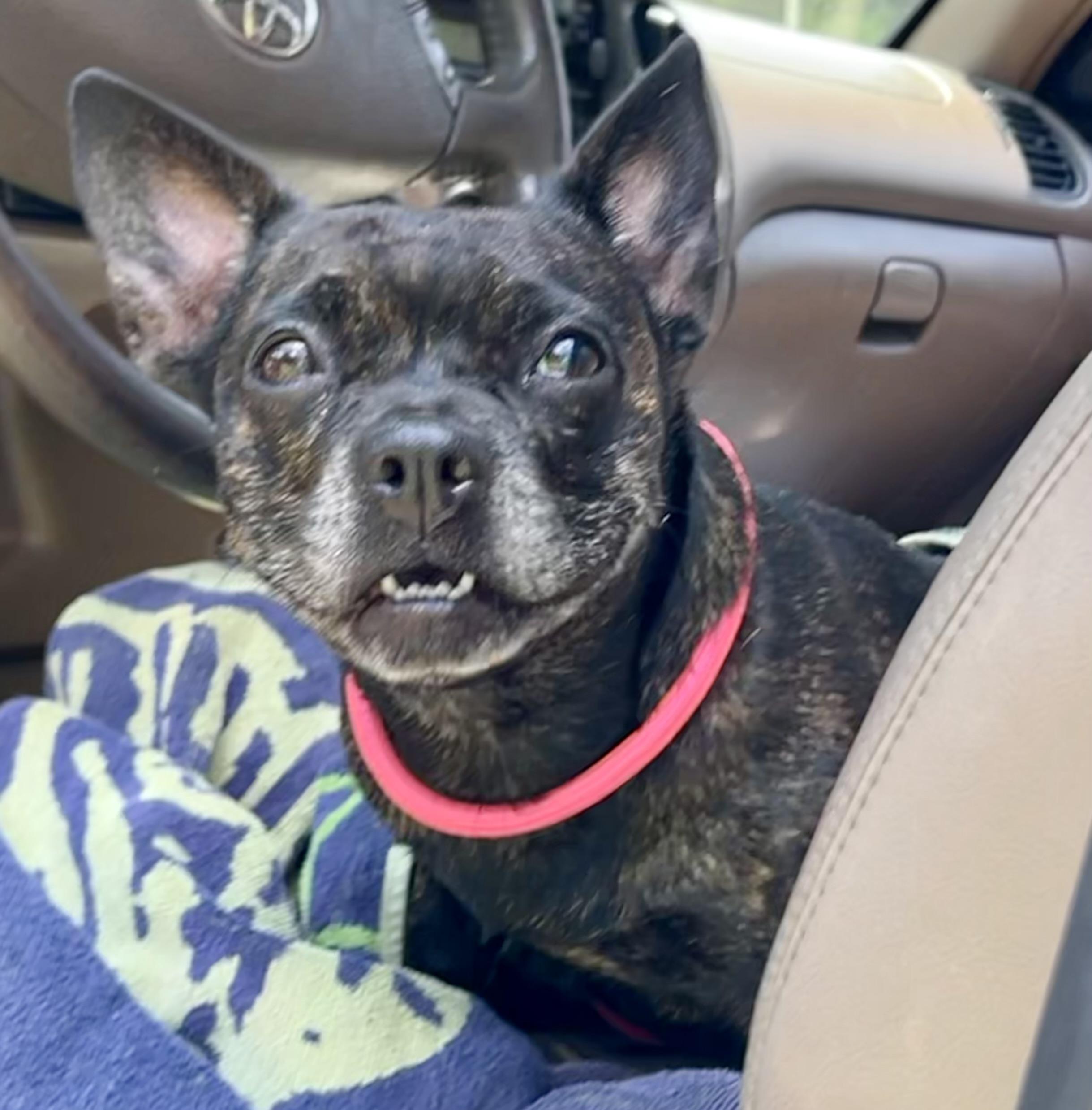 Enlarge Delilah, a ADOPTABLE mixed breed in Mt Pleasant, SC image 1/6