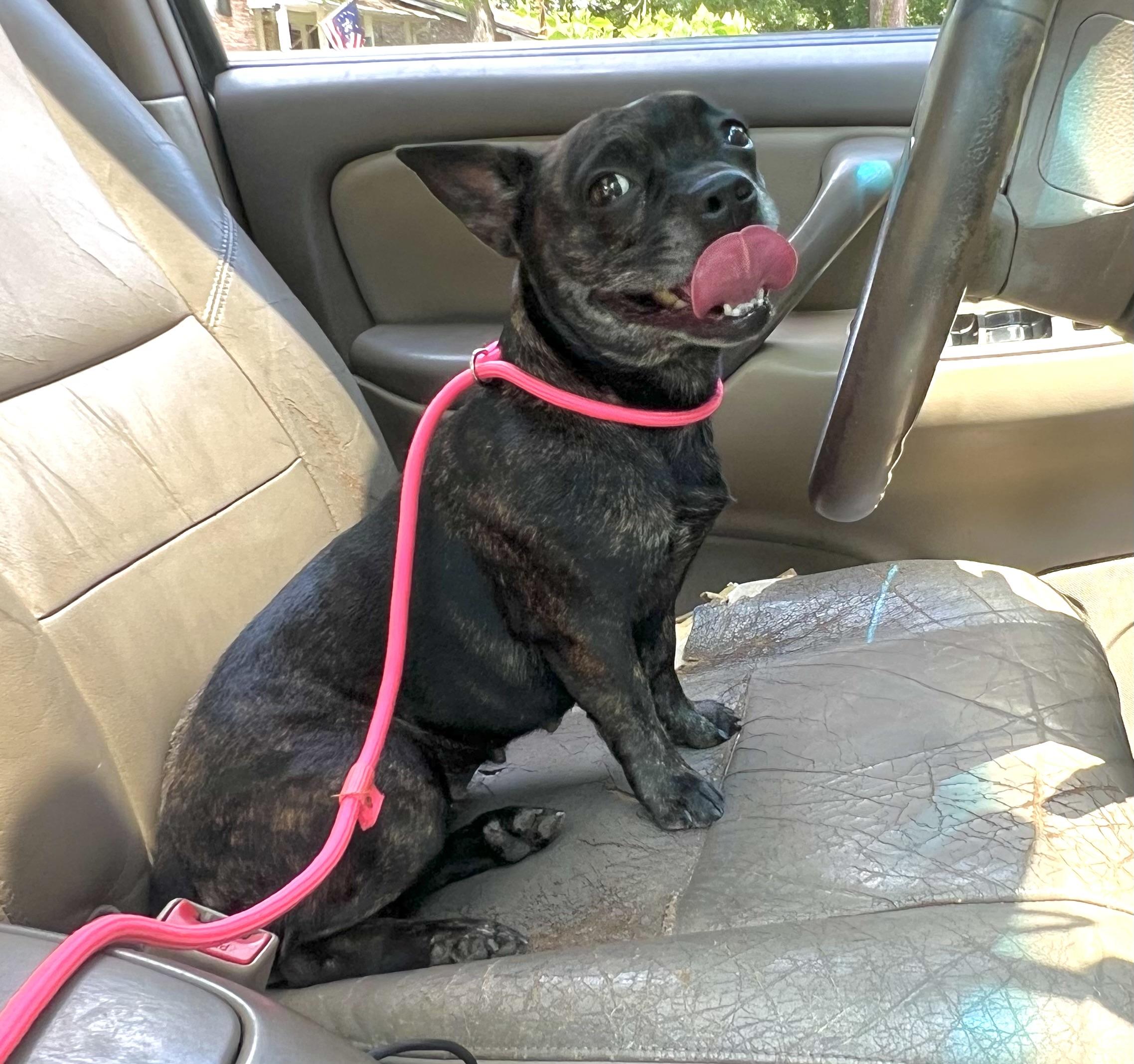 Enlarge Delilah, a ADOPTABLE mixed breed in Mt Pleasant, SC image 3/6