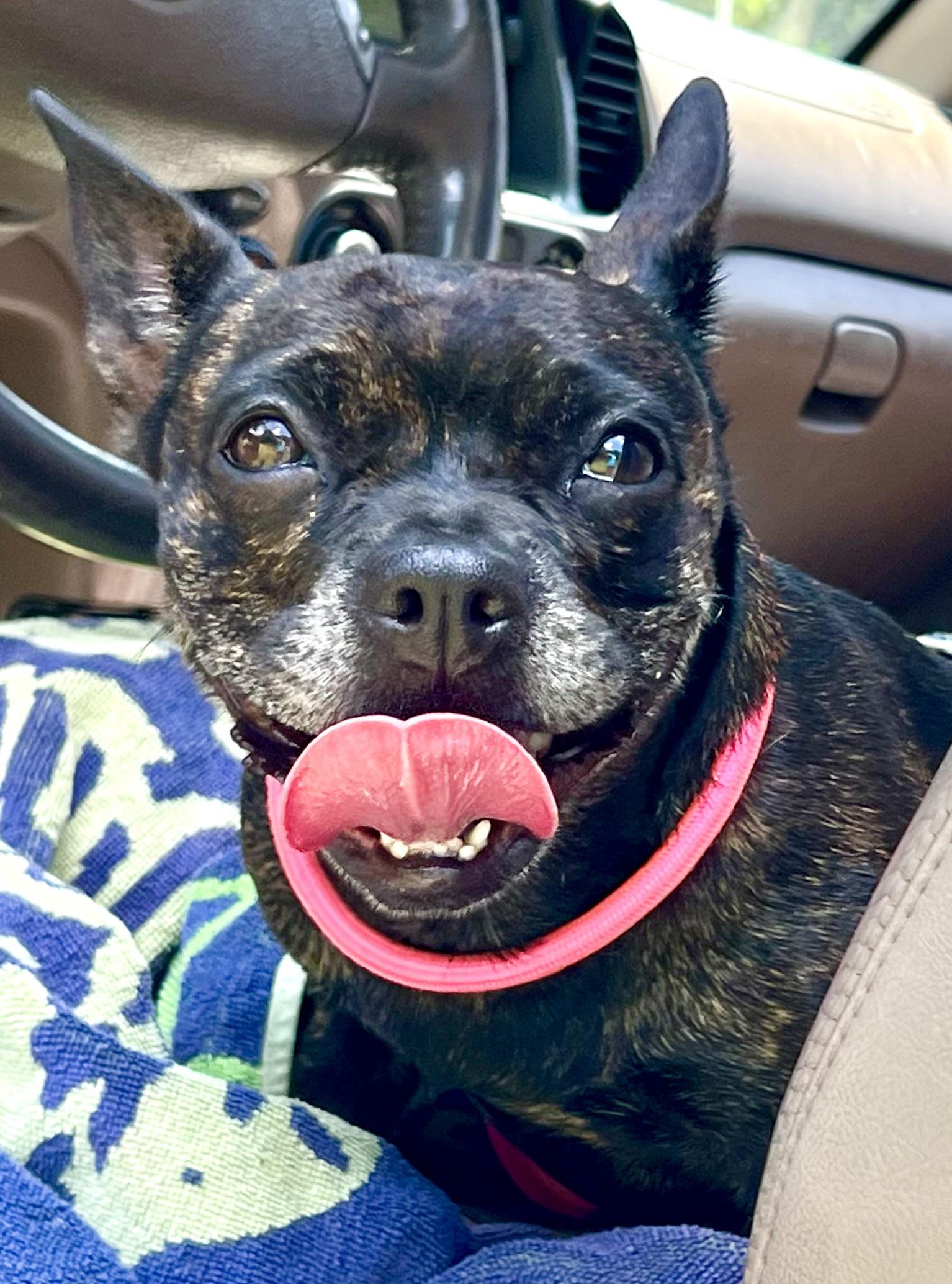 Enlarge Delilah, a ADOPTABLE mixed breed in Mt Pleasant, SC image 6/6