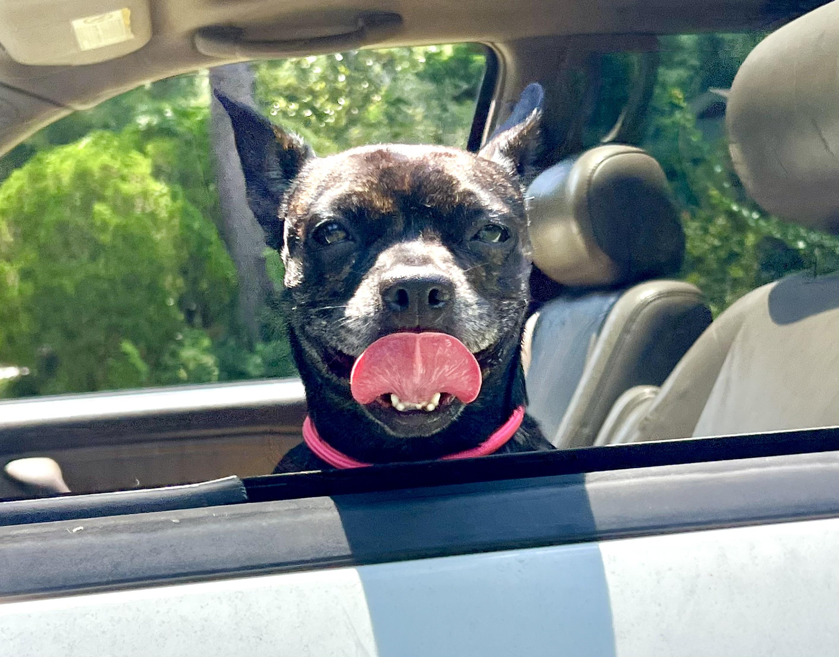 Enlarge Delilah, a ADOPTABLE mixed breed in Mt Pleasant, SC image 5/6