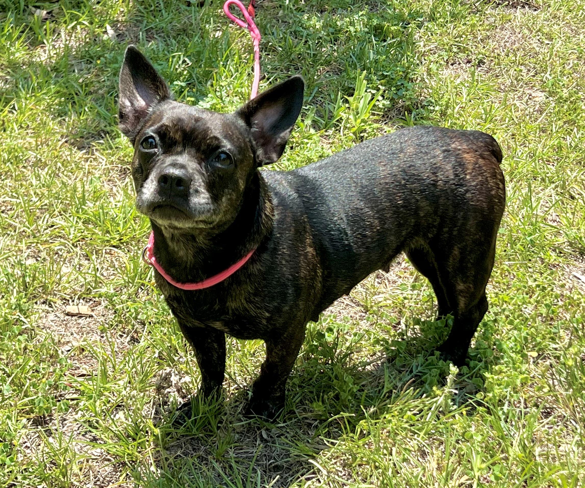 Enlarge Delilah, a ADOPTABLE mixed breed in Mt Pleasant, SC image 4/6