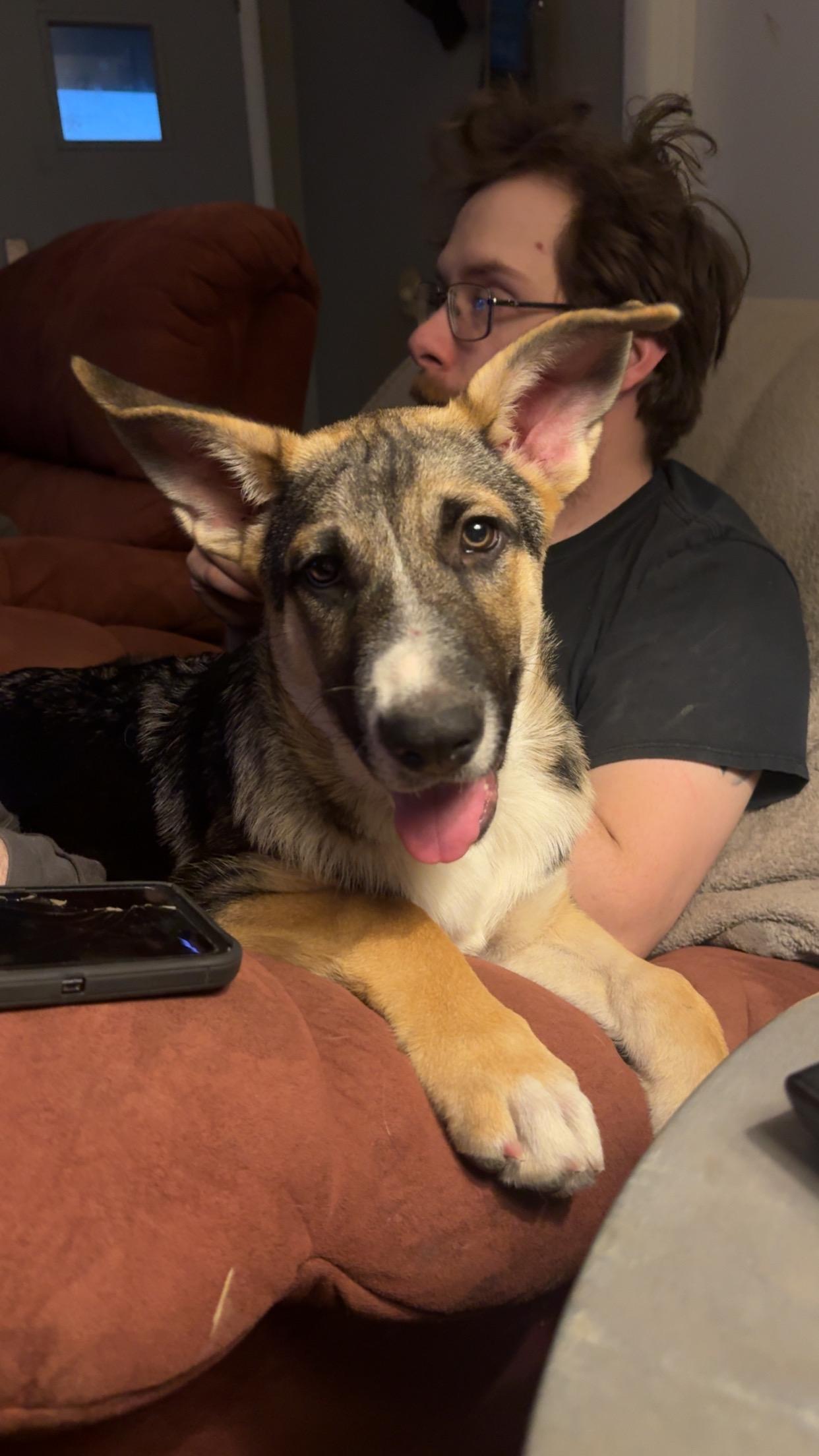 Enlarge Orion, a Adoptable German Shepherd Dog in Jerome, ID image 1/5