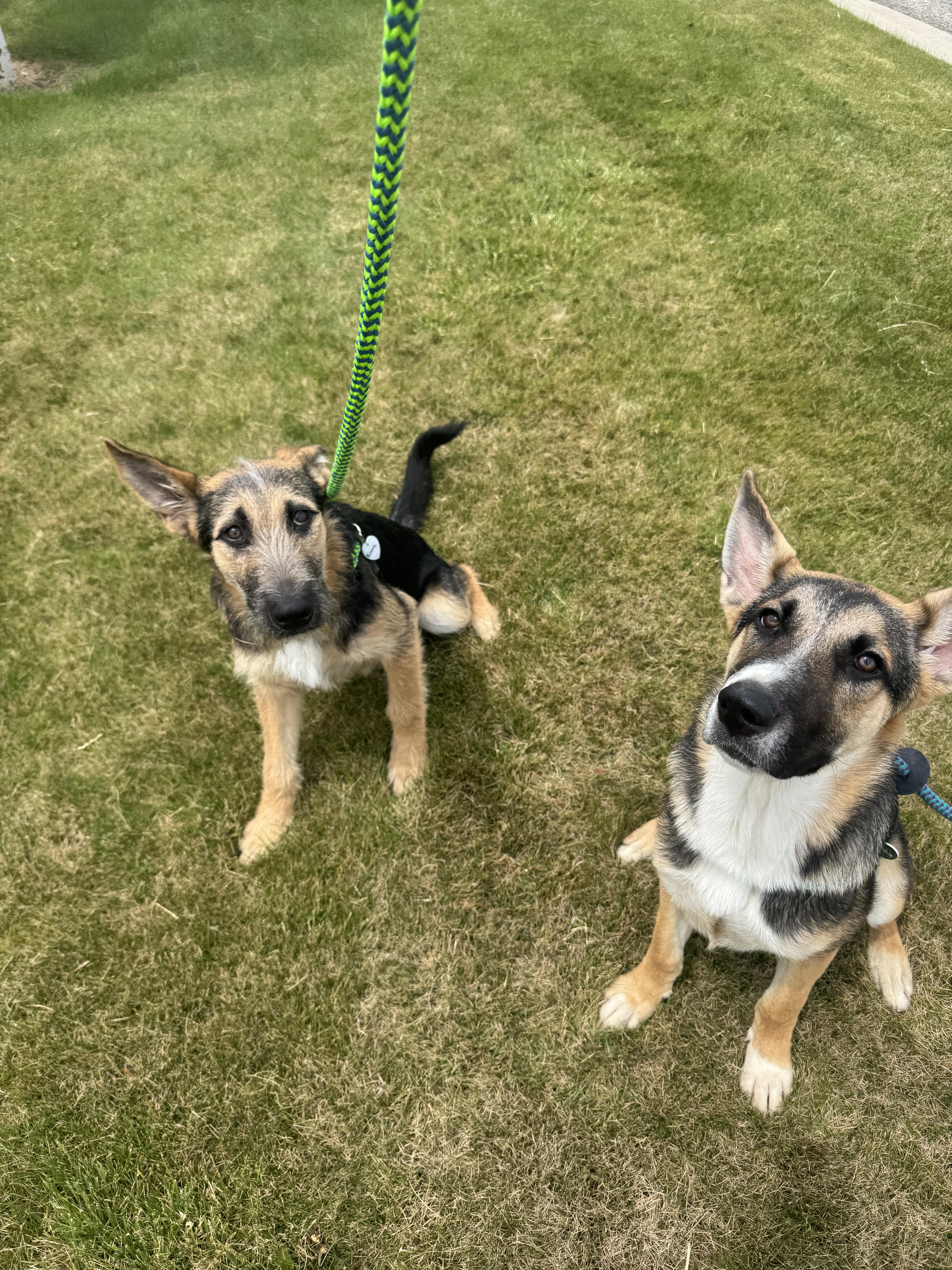 Enlarge Orion, a Adoptable German Shepherd Dog in Jerome, ID image 2/5